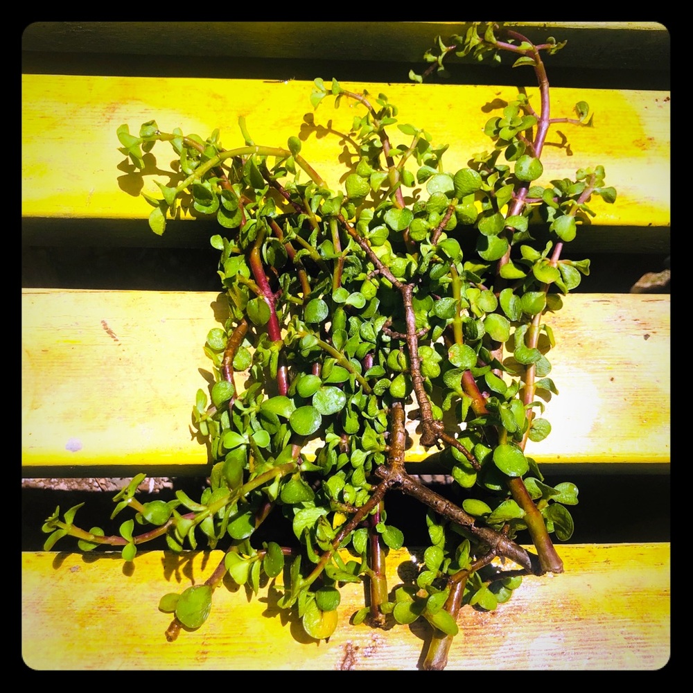 Elephant Bush cuttings